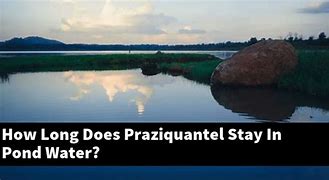 How Long Does It Take for Praziquantel To Work?