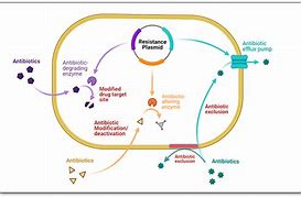 Chloromycetin Chronicles: Journey into the World of Antibiotics!